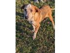 Adopt Hector a White Australian Cattle Dog / Mixed Breed (Medium) / Mixed (short