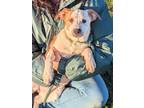 Adopt Luisa a Brindle Australian Cattle Dog / Mixed Breed (Medium) / Mixed