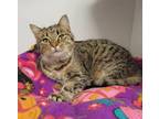 Adopt Krystal Keith a Brown Tabby Domestic Shorthair / Mixed Breed (Medium) /