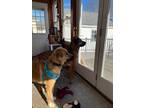 Adopt Boone a Red/Golden/Orange/Chestnut - with Black Great Pyrenees / Shepherd