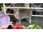 Adopt Amora-FIV+ a Gray, Blue or Silver Tabby Domestic Mediumhair (medium coat)