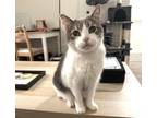 Adopt Snuggles (special needs) a Gray, Blue or Silver Tabby Domestic Shorthair