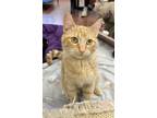 Adopt Timon a Orange or Red Tabby Domestic Shorthair (short coat) cat in Battle