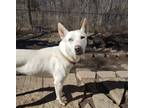 Adopt Val2 a White Shepherd (Unknown Type) / Husky dog in Highlands Ranch