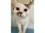 Adopt Dusty (Pending Adoption) a Tan or Fawn (Mostly) Domestic Shorthair (short