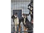 Adopt Catahoula Pups a Catahoula Leopard Dog / Labrador Retriever dog in