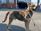 Adopt Gongyoo a Brown/Chocolate - with Black Norwegian Elkhound / Jindo / Mixed