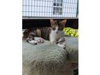 Adopt Sibyl a Spotted Tabby/Leopard Spotted Domestic Shorthair / Mixed cat in
