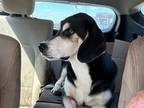 Adopt Bear a Basset Hound / Shepherd (Unknown Type) / Mixed dog in Salt Lake