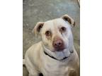 Adopt Blue a Black American Pit Bull Terrier / Mixed dog in Augusta
