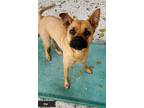 Adopt Gigi a Red/Golden/Orange/Chestnut Shepherd (Unknown Type) / Rottweiler /
