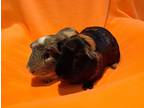 Adopt Cletus and Clyde a Guinea Pig small animal in South Bend, IN (40787047)