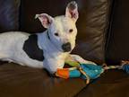Adopt Luna Moon a White - with Brown or Chocolate Pit Bull Terrier / Mixed dog