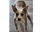 Adopt Sissy a White Staffordshire Bull Terrier / Mixed dog in Tracy