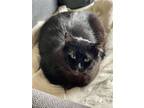Adopt Beau'Hannon (Bonded to Brother TC) a All Black Bombay / Mixed (medium