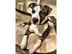 Adopt Noodles a Brindle Pit Bull Terrier / Mixed dog in Pattison, TX (40568541)
