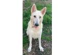 Adopt Shayla a White German Shepherd Dog / Mixed dog in Pattison, TX (40785893)