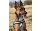 Adopt Crystal a Tricolor (Tan/Brown & Black & White) Belgian Malinois / American