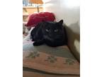 Adopt Theo a All Black Bombay / Mixed (short coat) cat in Buena Park