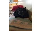 Adopt Terrific Teddy a Bombay / Mixed (short coat) cat in Buena Park
