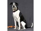 Adopt GOOD FRIEND CHARLIE a Black - with White Pointer / Mixed dog in Charlotte