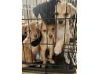 Adopt Rescued Mini Pinscher/ Kokoni Babies a Tricolor (Tan/Brown & Black &