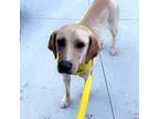 Adopt Fisher a Tan/Yellow/Fawn Labrador Retriever / Mixed Breed (Medium) dog in