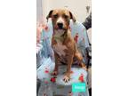 Adopt Snap a Boxer / American Pit Bull Terrier / Mixed dog in Richmond