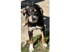 Adopt Brighton a Black Bernese Mountain Dog / Mixed Breed (Medium) / Mixed