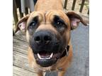 Adopt Navy Rae a Brown/Chocolate Labrador Retriever / Boxer / Mixed (short coat)