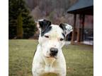 Adopt Kyle a Staffordshire Bull Terrier / Mixed Breed (Medium) / Mixed dog in