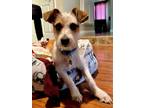 Adopt Joey a Brown/Chocolate - with White Jack Russell Terrier / Mixed dog in