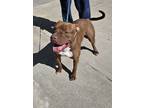 Adopt Jayce a Red/Golden/Orange/Chestnut Staffordshire Bull Terrier / Mixed