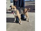 Adopt Houdini a Black Border Terrier / Mixed Breed (Medium) / Mixed (short coat)