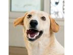 Adopt BOJI (Egypt) yo SPEC NEEDS a White Labrador Retriever / Saluki dog in
