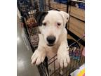 Adopt Spirit a White - with Black Border Collie / Labrador Retriever dog in