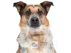 Adopt Bueller a Australian Shepherd / Shepherd (Unknown Type) / Mixed dog in