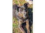 Adopt Finn a Black - with Gray or Silver Labrador Retriever / Catahoula Leopard