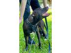 Adopt Copenhagen a Labrador Retriever / Mixed Breed (Medium) / Mixed dog in St.