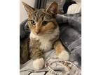 Adopt Jan a Calico or Dilute Calico American Shorthair (short coat) cat in