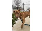 Adopt Blake a Brindle German Shepherd Dog / Pitsky / Mixed dog in Napoleon