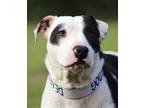 Adopt Beethoven -Medical Hold a American Staffordshire Terrier / Mixed dog in