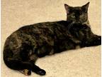 Adopt CeCe a Brown Tabby Domestic Shorthair / Mixed Breed (Medium) / Mixed