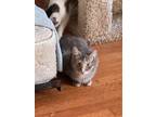 Adopt Sally a Tortoiseshell Domestic Shorthair / Mixed (short coat) cat in