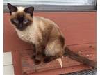 Adopt Beyonce a Cream or Ivory (Mostly) Siamese / Mixed (short coat) cat in