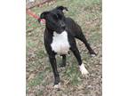 Adopt Betty (Photos 2/13/2024 a Black - with White American Pit Bull Terrier /