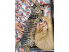 Adopt Sparrow a Gray, Blue or Silver Tabby Tabby (short coat) cat in Louisville