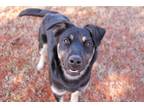 Adopt Dakota a Black - with Tan, Yellow or Fawn Shepherd (Unknown Type) / Mixed