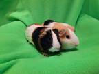 Adopt Lancelot and Lorenzo a Guinea Pig small animal in South Bend