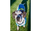 Adopt Houston a Brown/Chocolate - with White Beagle / Mixed dog in Huntington